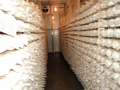 貴州三穗縣2021年度食用菌全產(chǎn)業(yè)鏈冷庫建設(shè)項(xiàng)目采購公告